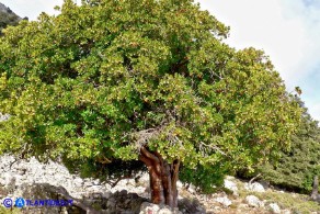 Arbutus unedo (Corbezzolo)