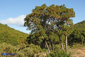 Arbutus unedo (Corbezzolo)