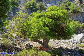 Arbutus unedo (Corbezzolo)