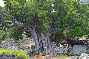 Arbutus unedo (Corbezzolo)