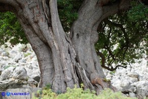 Arbutus unedo (Corbezzolo)