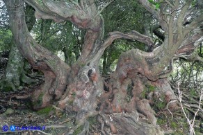 Arbutus unedo (Corbezzolo)