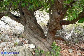 Arbutus unedo (Corbezzolo)
