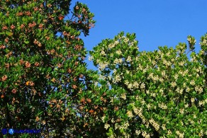 Arbutus unedo (Corbezzolo): fiori bianchi e arrorossati