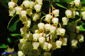 Arbutus unedo (Corbezzolo)