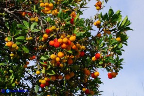 Arbutus unedo (Corbezzolo)
