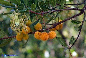Arbutus unedo (Corbezzolo): fiori e frutti