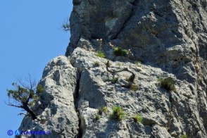 Piante sull'Arco di Lupiru