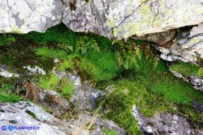 Arenaria balearica (Arenaria delle Baleari)