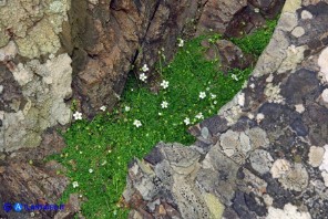 Arenaria balearica (Arenaria delle Baleari)