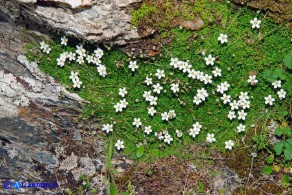 Arenaria balearica (Arenaria delle Baleari)