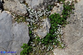 Arenaria balearica (Arenaria delle Baleari)