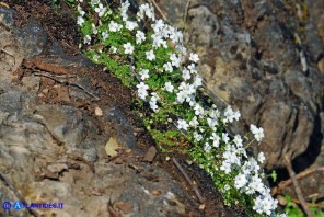 Arenaria balearica (Arenaria delle Baleari)