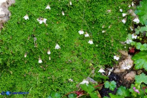 Arenaria balearica (Arenaria delle Baleari)