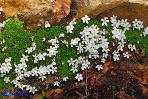 Arenaria balearica (Arenaria delle Baleari)