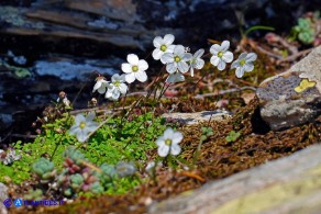 Arenaria balearica (Arenaria delle Baleari)