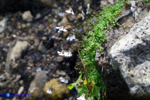 Arenaria balearica (Arenaria delle Baleari)