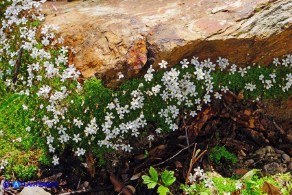 Arenaria balearica (Arenaria delle Baleari)