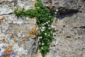 Arenaria bertolonii (Arenaria di Bertoloni)