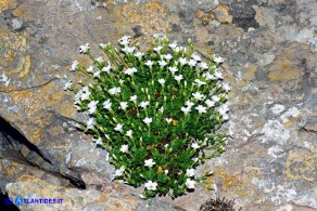 Arenaria bertolonii (Arenaria di Bertoloni)