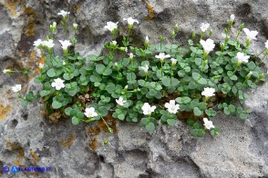 Arenaria bertolonii (Arenaria di Bertoloni)