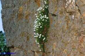 Arenaria bertolonii (Arenaria di Bertoloni)