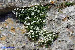 Arenaria bertolonii (Arenaria di Bertoloni)