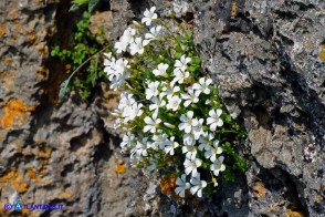 Arenaria bertolonii (Arenaria di Bertoloni)