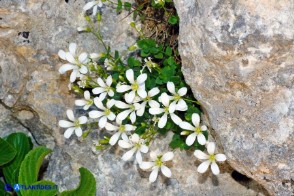 Arenaria bertolonii (Arenaria di Bertoloni)