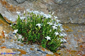 Arenaria bertolonii (Arenaria di Bertoloni)