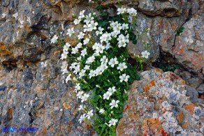 Arenaria bertolonii (Arenaria di Bertoloni)