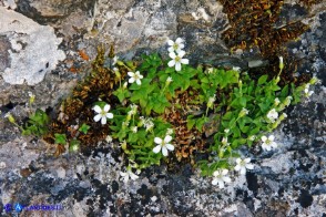 Arenaria bertolonii (Arenaria di Bertoloni)