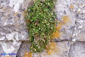 Arenaria bertolonii (Arenaria di Bertoloni)