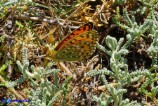 Argynnis elisa (Elisa)