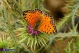 Argynnis elisa (Elisa)