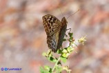 Argynnis pandora (Pandora)