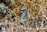 Argynnis pandora (Pandora)