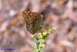 Argynnis pandora (Pandora)