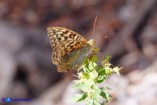 Argynnis pandora (Pandora)
