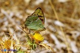Argynnis pandora (Pandora)