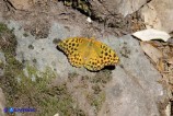 Argynnis pandora (Pandora)