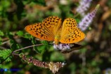 Argynnis paphia (Tabacco di Spagna)