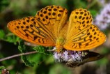 Argynnis paphia (Tabacco di Spagna)