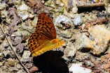 Argynnis paphia (Tabacco di Spagna)