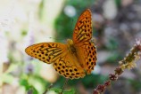 Argynnis paphia (Tabacco di Spagna)