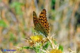 Argynnis paphia (Tabacco di Spagna)