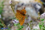 Argynnis paphia (Tabacco di Spagna)
