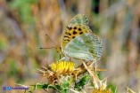 Argynnis paphia (Tabacco di Spagna)