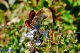 Aricia cramera (Argo di Cramer)