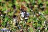 Aricia cramera (Argo di Cramer)